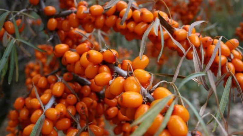 Variety of species and varieties of sea buckthorn