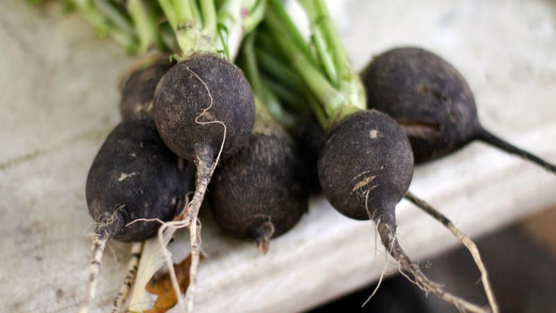 The difference between turnips and radishes and radishes