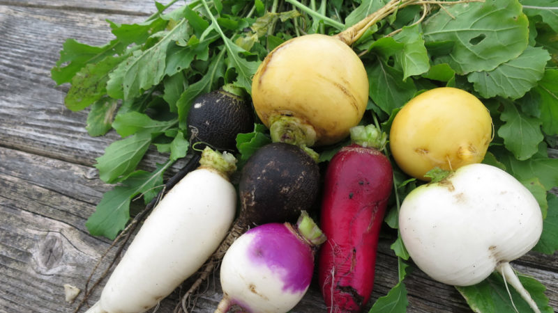 The difference between turnips and radishes and radishes