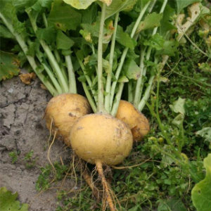 Turnip seeds - how to choose the best variety