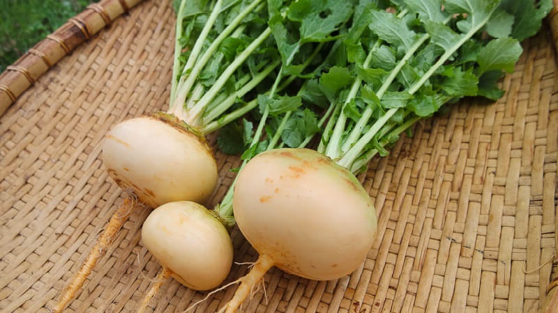 The difference between turnips and radishes and radishes
