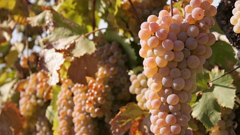 What French and Kuban grape varieties are used to make cognac