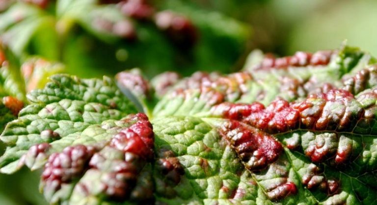 Versailles currant - description and characteristics of the variety