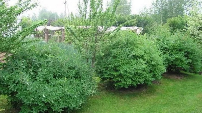 What can you plant honeysuckle next to and why is it important
