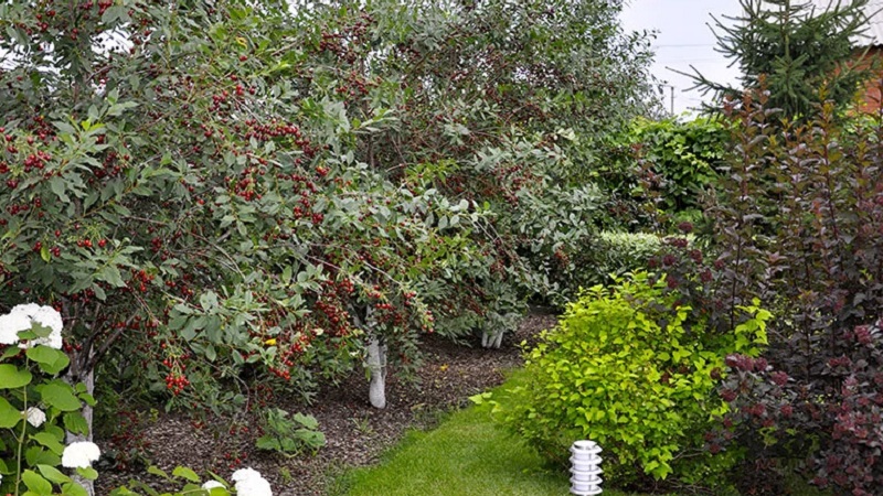 What can you plant honeysuckle next to and why is it important