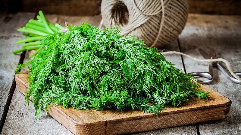 The most effective dill tincture recipes