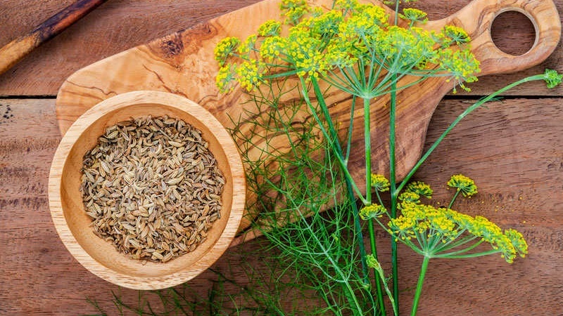 The most effective dill tincture recipes