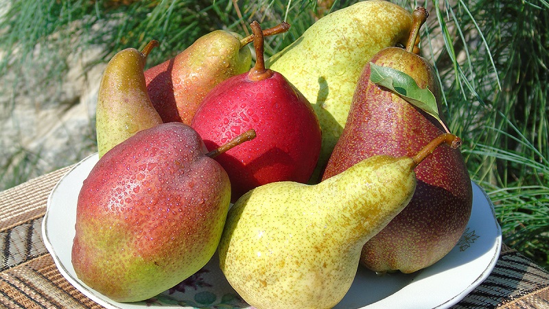 The sweetest and juiciest pear varieties
