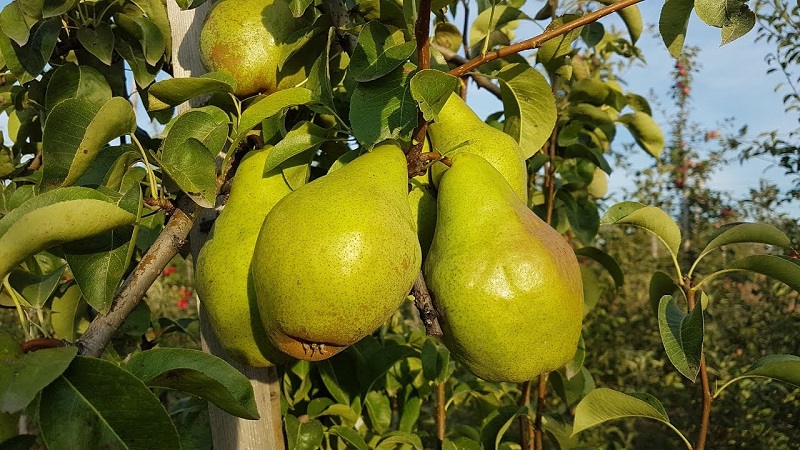The sweetest and juiciest pear varieties