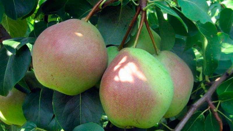 The sweetest and juiciest pear varieties