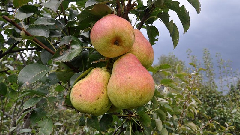 The sweetest and juiciest pear varieties