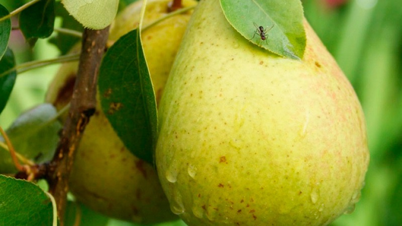 The sweetest and juiciest pear varieties
