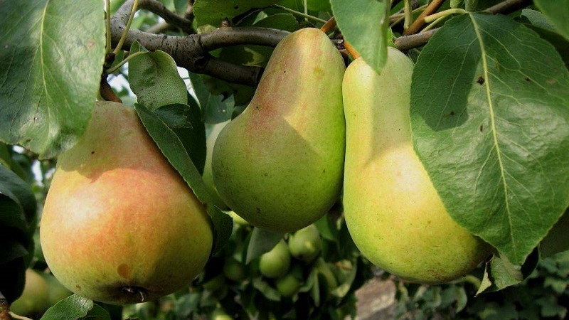The sweetest and juiciest pear varieties