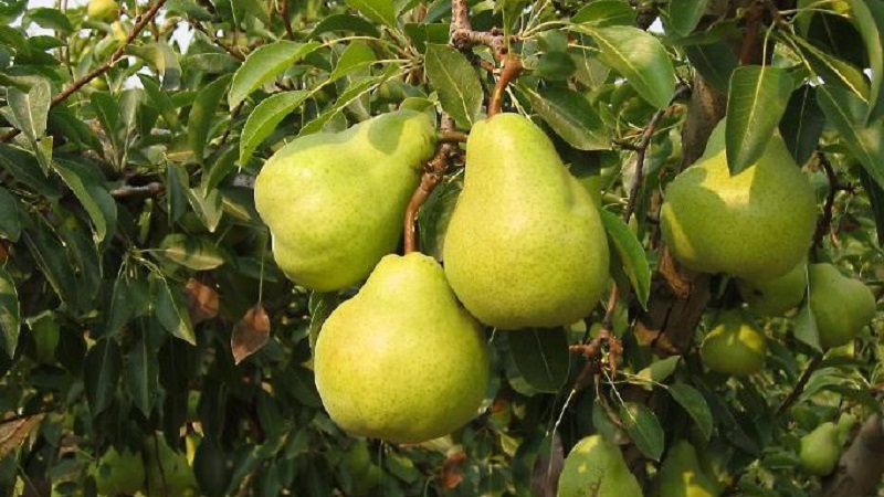The sweetest and juiciest pear varieties