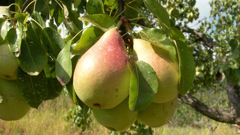 The sweetest and juiciest pear varieties