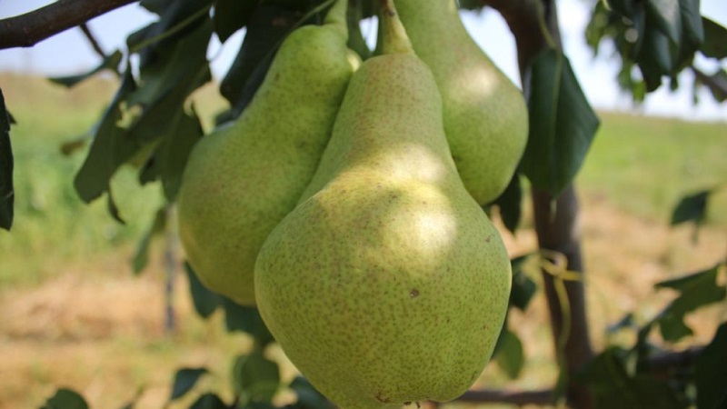 The sweetest and juiciest pear varieties