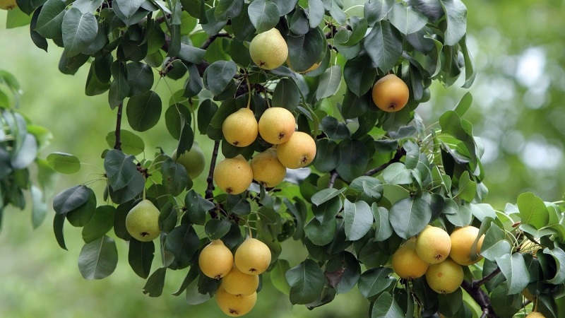 List of the best pear varieties for central Russia