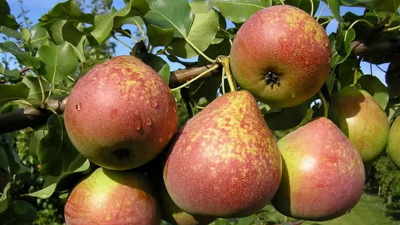 The sweetest and juiciest pear varieties