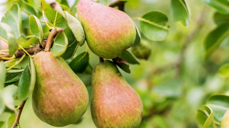 The sweetest and juiciest pear varieties