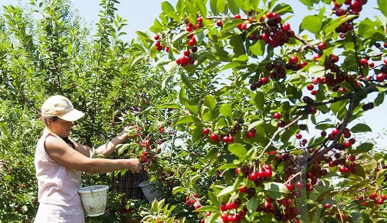 High-yielding early ripe cherry variety Malyshka