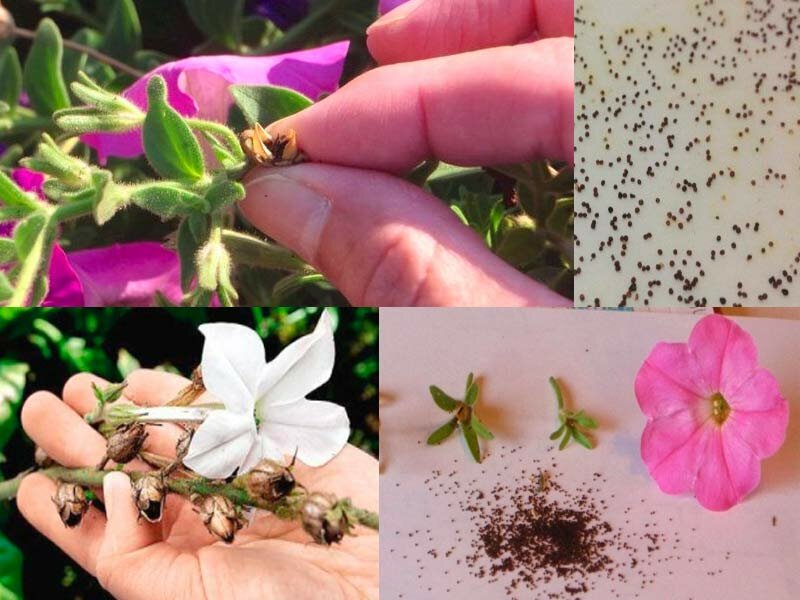 Description of varieties and features of growing terry petunia