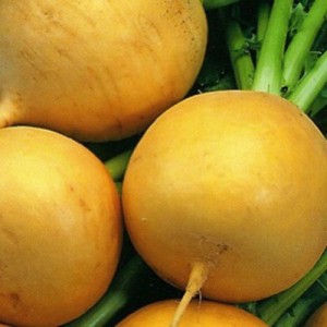Turnip seeds - how to choose the best variety