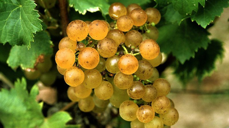What French and Kuban grape varieties are used to make cognac