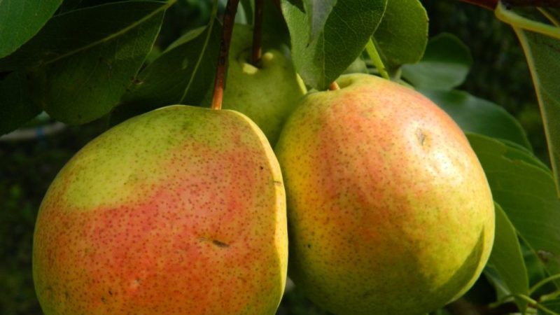 The best summer varieties of pears: description and characteristics