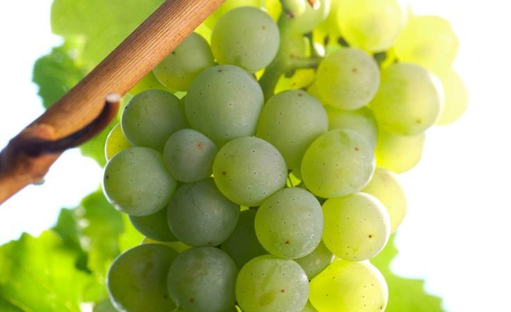 What French and Kuban grape varieties are used to make cognac
