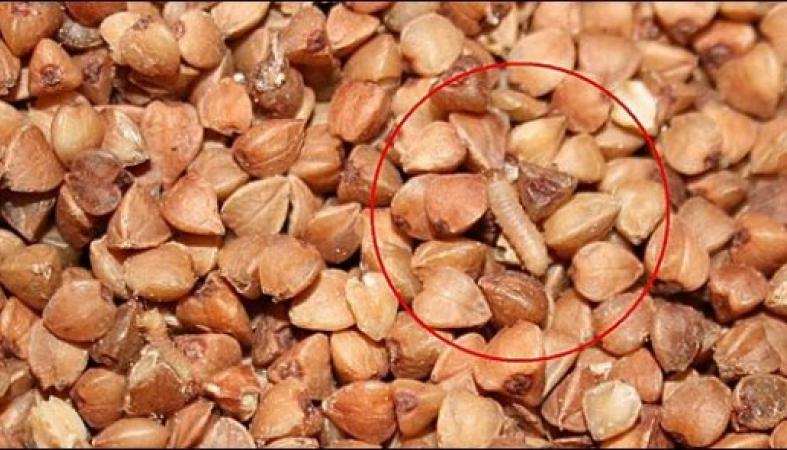 How much buckwheat is stored at home