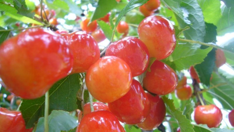 The best varieties of cherries for the Moscow Region and other regions of the Russian Federation