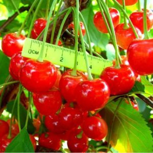 Fatezh cherry variety suitable for cultivation in Central Russia