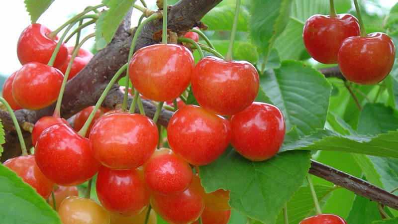 Fatezh cherry variety suitable for cultivation in Central Russia