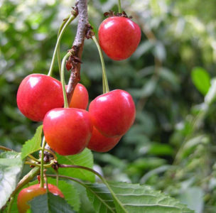 Fatezh cherry variety suitable for cultivation in Central Russia