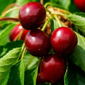 A young, but gaining popularity among gardeners variety of cherries Revna