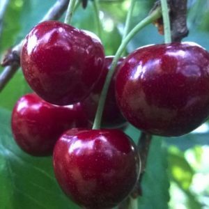 A young, but gaining popularity among gardeners variety of cherries Revna