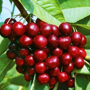 A young, but gaining popularity among gardeners variety of cherries Revna