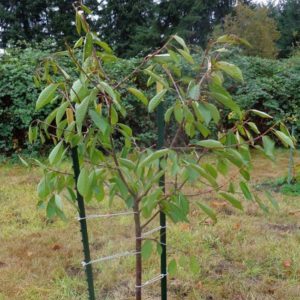 A young, but gaining popularity among gardeners variety of cherries Revna