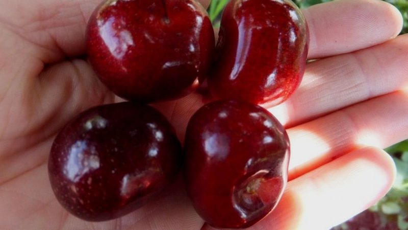 Weather-resistant sweet cherry variety Vasilisa with large and tasty berries