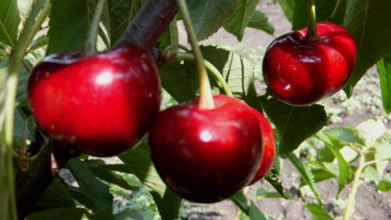 Weather-resistant sweet cherry variety Vasilisa with large and tasty berries