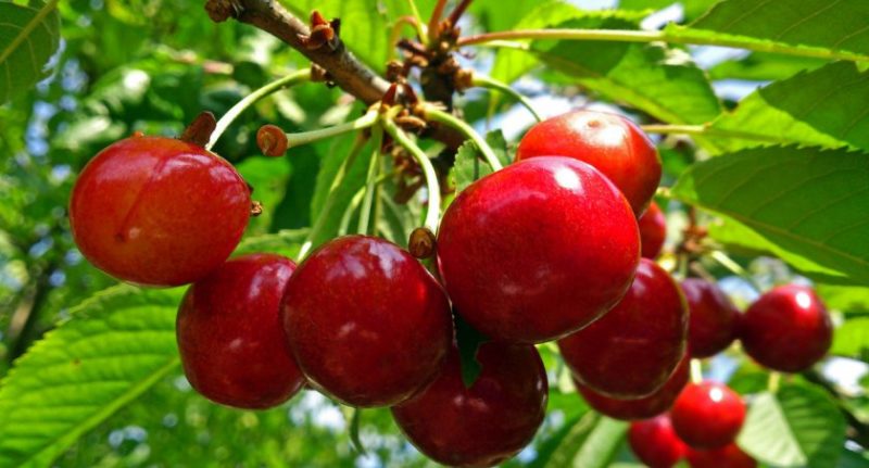 Weather-resistant sweet cherry variety Vasilisa with large and tasty berries