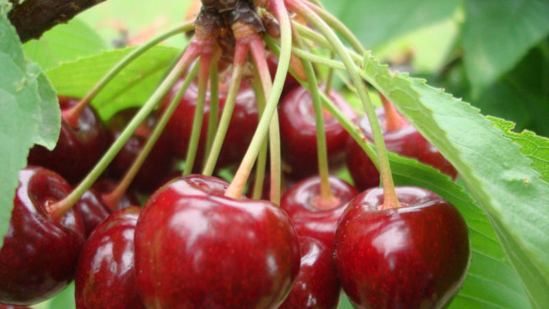 Weather-resistant sweet cherry variety Vasilisa with large and tasty berries