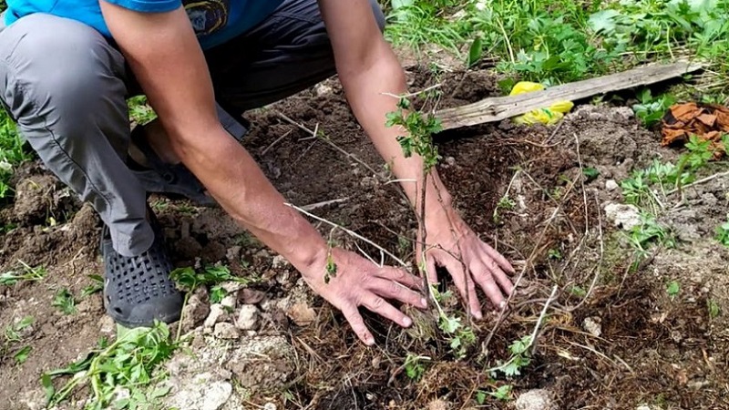 The main steps for caring for gooseberries in the spring after winter for a good harvest