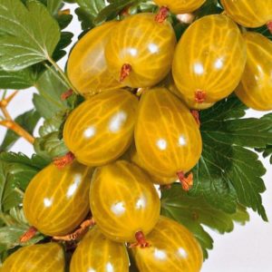 Besshipless sweet and sour gooseberry variety Russian yellow
