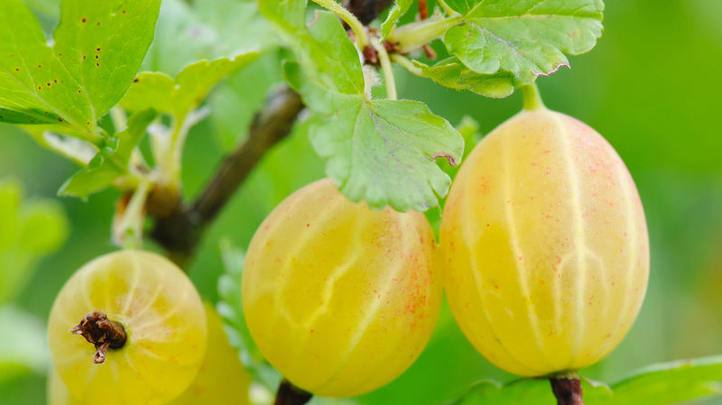 The best gooseberry varieties for the Urals and Siberia: description and reviews