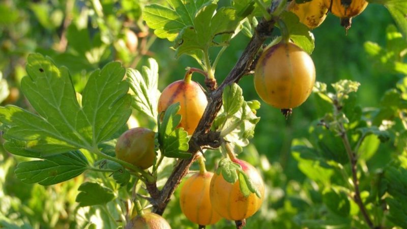 Besshipless sweet and sour gooseberry variety Russian yellow