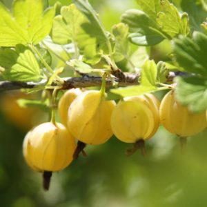 Besshipless sweet and sour gooseberry variety Russian yellow