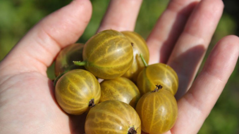 The best gooseberry varieties for the Urals and Siberia: description and reviews