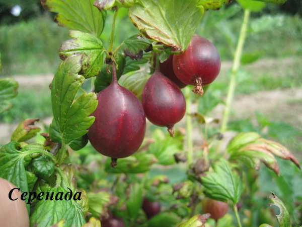 Large-fruited delicious gooseberry Serenade