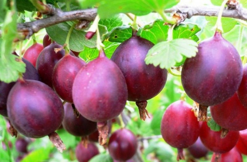 Large-fruited delicious gooseberry Serenade